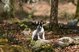 BOULEDOGUE FRANCAIS 1106